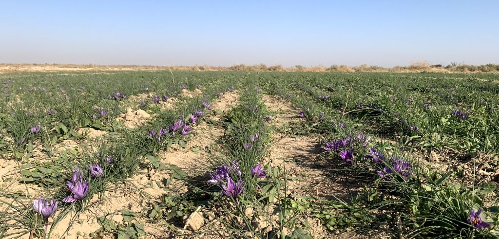 Saffrankrokus i blom på en åker under klar himmel i Afghanistan.