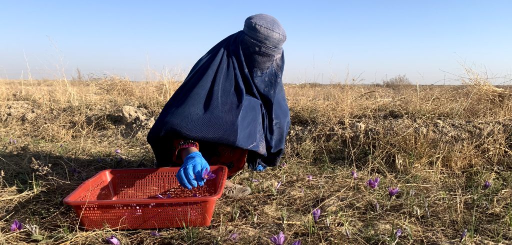 Kvinna i blå burka samlar saffrankrokus på en åker i Afghanistan med en röd korg.