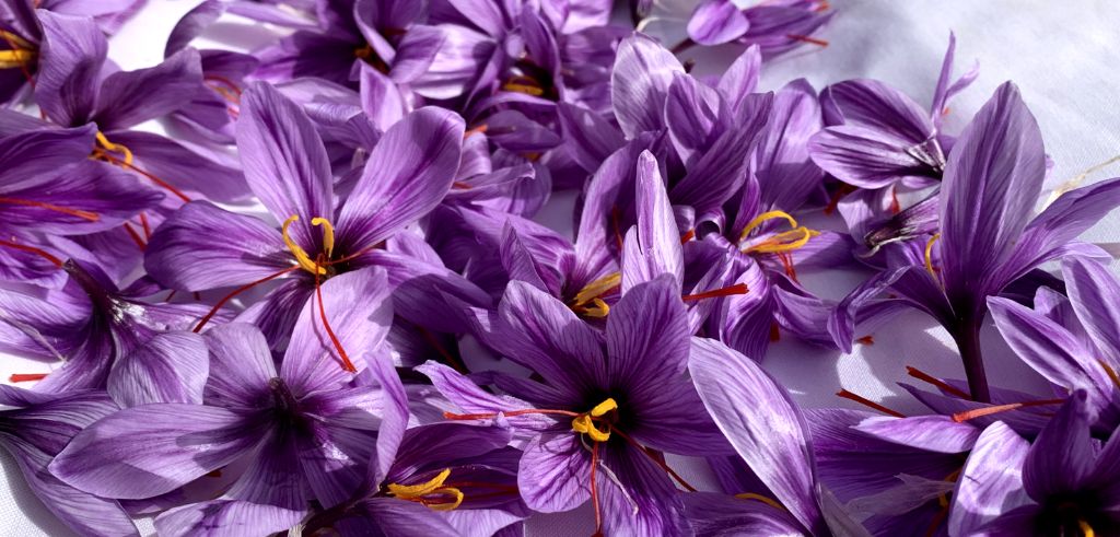 Närbild av nyplockade saffrankrokusblommor med tydliga röda pistiller.